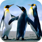 Icona Penguin Live Wallpaper