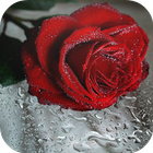 Rose Live Wallpaper icono