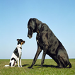 small dog and large dog