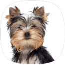 Yorkshire Guia Basico APK