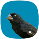 Sons do Bicudo APK