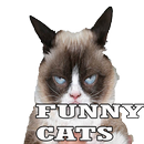 Funny Cats 2015 APK