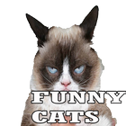 Funny Cats 2015 أيقونة