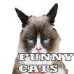 Funny Cats 2015