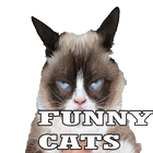 Funny Cats 2015 아이콘