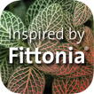 Fittonia