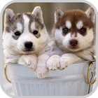 Icona Siberian Husky Puzzle Game