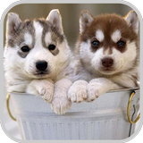 Siberian Husky Puzzle Game 图标