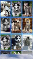 Poster Siberian Husky Puzzle Game