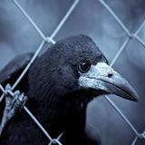 Raven Live Wallpaper icône