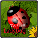 Tentomushi (Ladybugs) APK