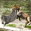 Angry Lion Jungle Attack APK