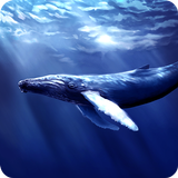 Blue Whale Revange icône