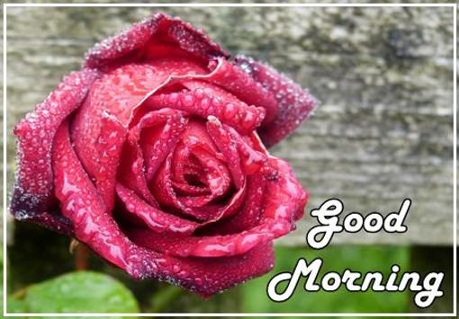 Good Morning Flowers For Android Apk Download