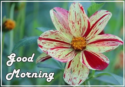 Good Morning Flowers for Android - APK Download