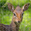 Puzzle Jungle Animals