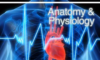Анатомия человека, физиология постер
