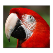 Papagaai icon