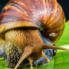 Schnecke lwp Zeichen