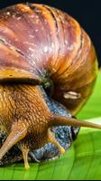 snail wallpapers پوسٹر