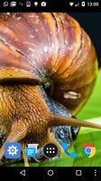 snail wallpapers اسکرین شاٹ 1