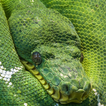 snake moving live wallpaper
