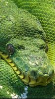 snake moving live wallpaper poster
