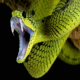 Snakes fangs Live Wallpaper icône