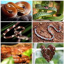 Snakes Identification Guide APK