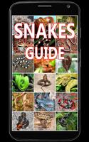 Snakes Identification Guide Affiche