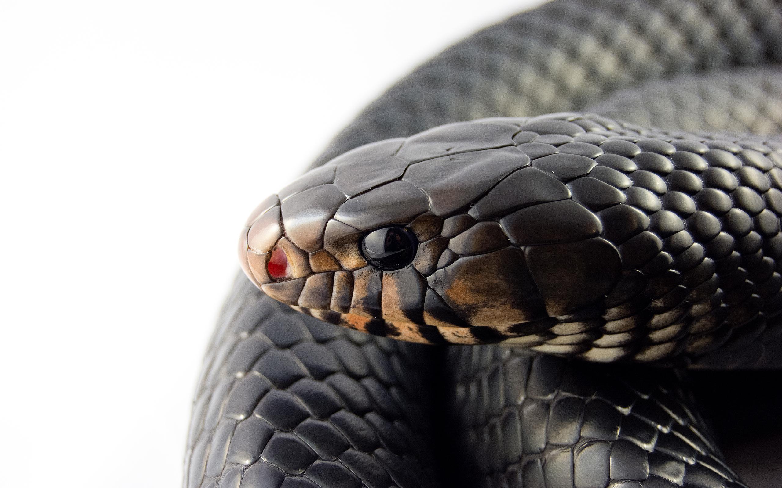 Android 用の Snakes Wallpaper Pictures Hd Images Free Photos 4k Apk をダウンロード