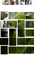 Snake Picture Jigsaw Affiche