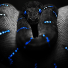 snakes live wallpaper আইকন