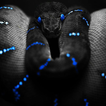 ”snakes live wallpaper