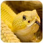 Snake Wallpaper HD-icoon