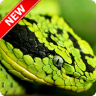 Snake Wallpapers ícone