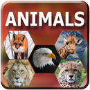 APK Animal wallpapers