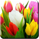 APK Flowers Wallpapers HD