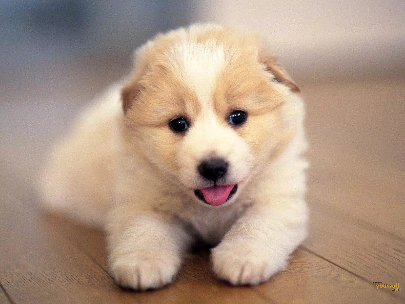 Dog Wallpapers 4K 🐶🐕 APK for Android Download Dog Wallpapers 4K 🐶🐕 APK for Android Download