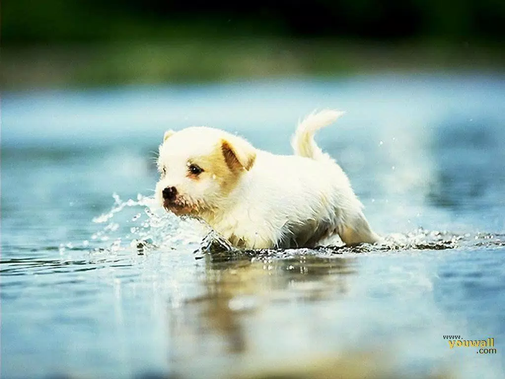 Tải xuống APK Dog Wallpapers 4K 🐶🐕 cho Android Tải xuống APK Dog Wallpapers 4K 🐶🐕 cho Android