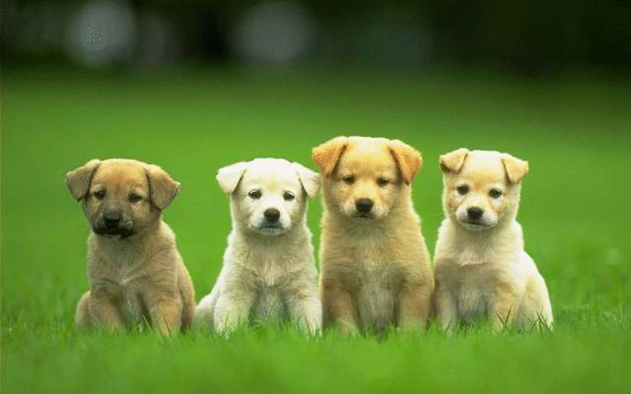 Tải xuống APK Dog Wallpapers 4K 🐶🐕 cho Android Tải xuống APK Dog Wallpapers 4K 🐶🐕 cho Android