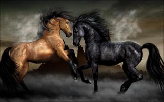 Horse Wallpapers 4K 🐎🐴 capture d'écran 3