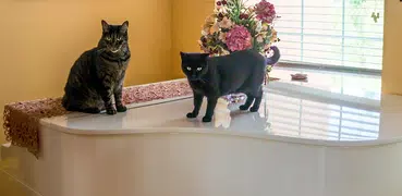 猫と子猫ピアノ