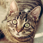 Cat Breeds - Identify Your Cat-icoon