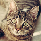 Cat Breeds - Identify Your Cat ไอคอน