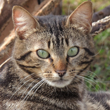 Cat Simulator Pet The Cat App