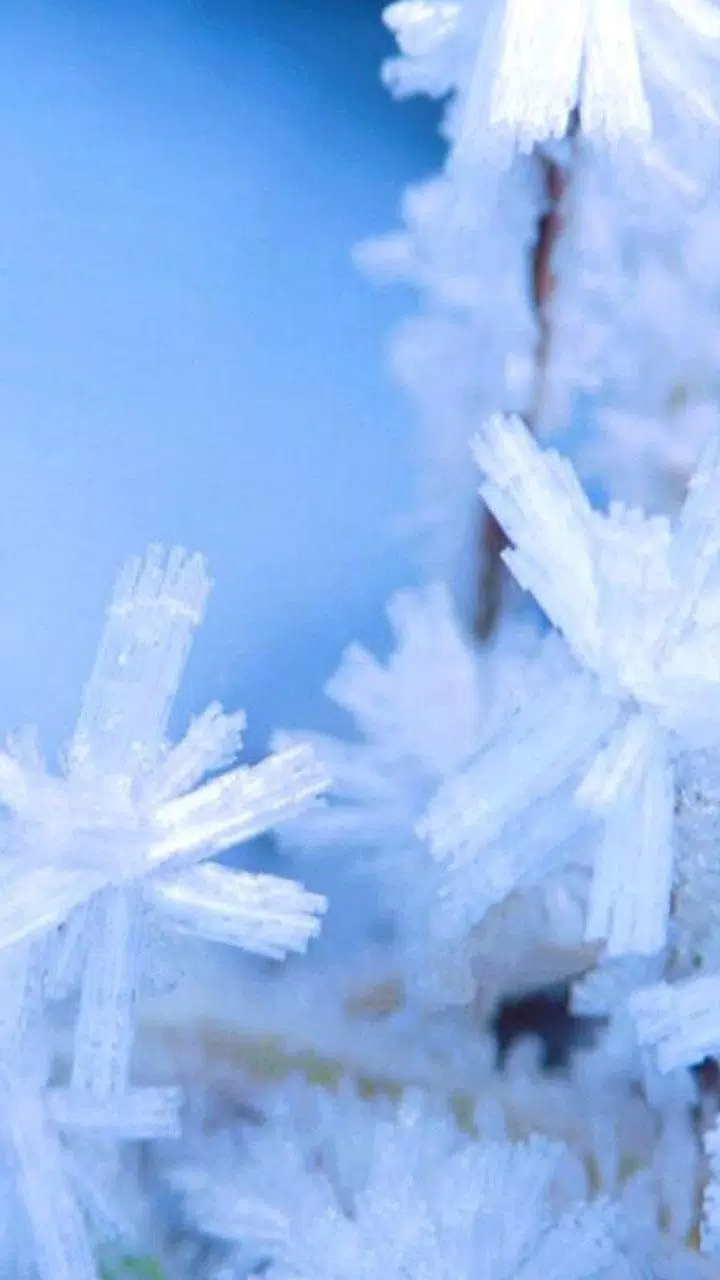 冬天的雪动态壁纸安卓下载 安卓版apk 免费下载 冬天的雪动态壁纸安卓下载 安卓版apk 免费下载
