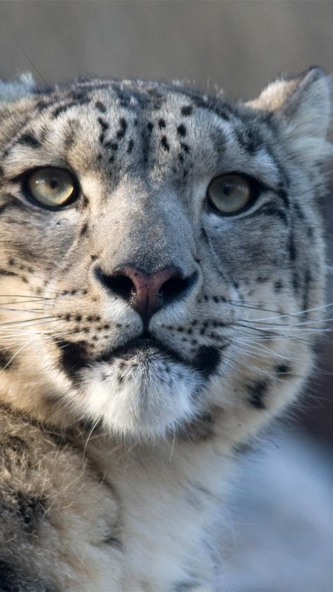 Snow Leopard Wallpaper For Android Apk Download