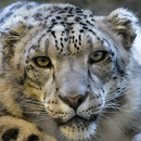 snow leopard wallpaper APK