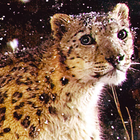 LWP léopard des neiges icône